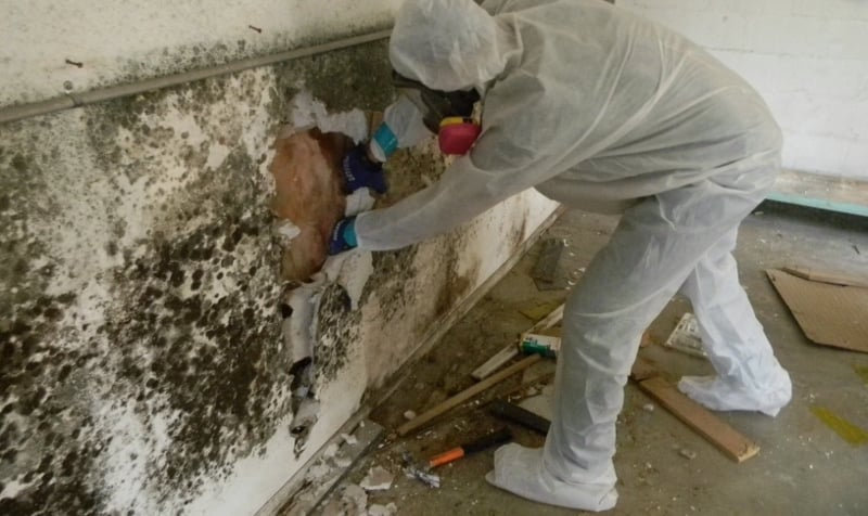 mold remediation