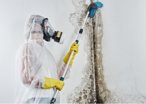 mold removal and remediation